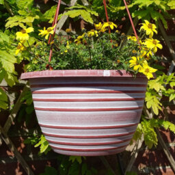 Anglo Eastern Trading Co 30Cm Olympia Basket Terracotta With White Planter Pot - thumbnail 1