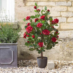 Marco Paul 80Cm Artificial Rose Plant Red In Pot - thumbnail 9