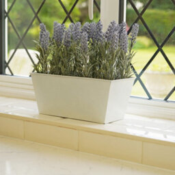 GreenBrokers Lavender In White Tin Planter (Window Box) 30Cm - thumbnail 5