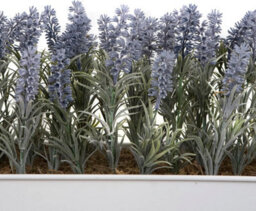 GreenBrokers Lavender In White Tin Planter (Window Box) 30Cm - thumbnail 4