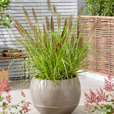 Thompson & Morgan Pennisetum Black Beauty 12Cm Potted Plant X 3 - image 1