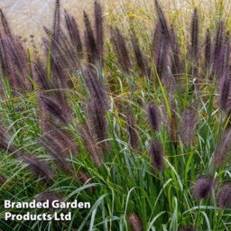 Thompson & Morgan Pennisetum Black Beauty 12Cm Potted Plant X 3 - thumbnail 3