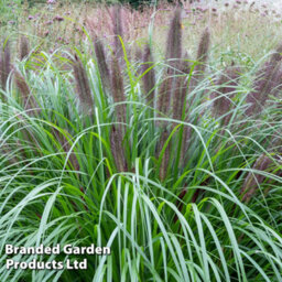 Thompson & Morgan Pennisetum Black Beauty 12Cm Potted Plant X 3 - thumbnail 2