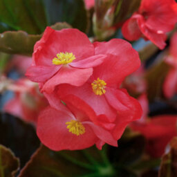 You Garden Yougarden Begonia 'megawatt Rose Bronze Leaf', 24 X Plug Plants, Garden Colour, Ready To Plant, Outdoor Bedding - thumbnail 5