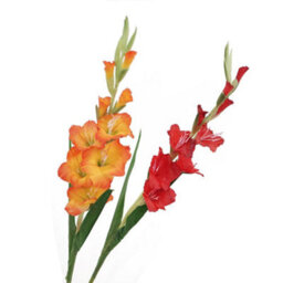 2 Pack Artificial Long - Stemmed Gladiolus Flowers For Home And Wedding And Office Decoration (Red) - thumbnail 3