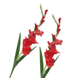 2 Pack Artificial Long - Stemmed Gladiolus Flowers For Home And Wedding And Office Decoration (Red) - thumbnail 1