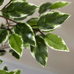 Homcom Artificial Ficus Tree With Lifelike Leaves And Natural Trunks Green - thumbnail 8