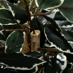 Homcom Artificial Ficus Tree With Lifelike Leaves And Natural Trunks Green - thumbnail 7