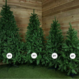 Samuel Alexander 5Ft (1.5M) Green Colorado Spruce Artificial Christmas Tree With 337 Tips - thumbnail 2