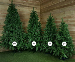 Samuel Alexander 5Ft (1.5M) Green Colorado Spruce Artificial Christmas Tree With 337 Tips - thumbnail 5