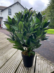 Best Artificial 2Ft/50Cm Dwarf Bay Tree Potted Laurel Plant For Outdoor Garden - thumbnail 7