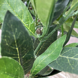 Best Artificial 2Ft/50Cm Dwarf Bay Tree Potted Laurel Plant For Outdoor Garden - thumbnail 6