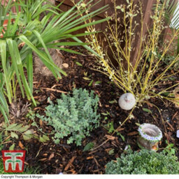 Thompson & Morgan Decorative Garden Bark 2 X 80 Litre Bag - Ideal For Adding A Professional Touch To Beds Borders Containers And Ground Cover - thumbnail 2