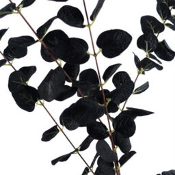 Leaf 80Cm Black Eucalyptus Foliage Stem - thumbnail 3