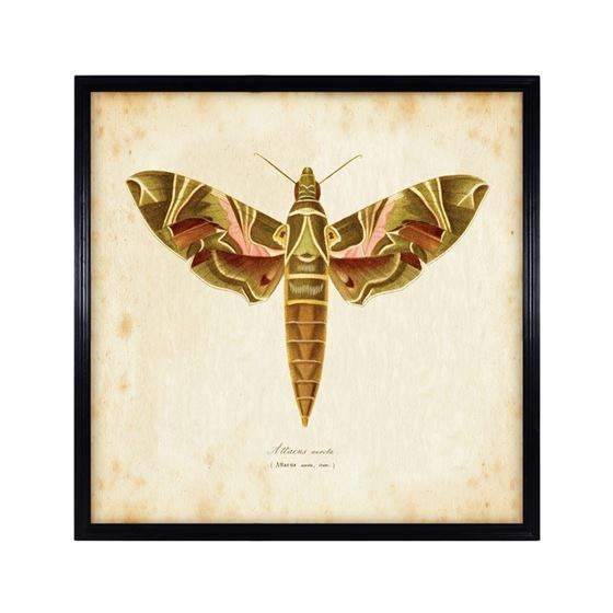 Timothy Oulton Entomology Brown Natural Moth Art Print, Square, Black Wood - Barker & Stonehouse - image 1