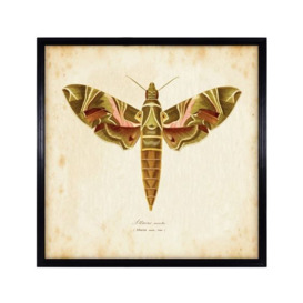 Timothy Oulton Entomology Brown Natural Moth Art Print, Square, Black Wood - Barker & Stonehouse - thumbnail 1