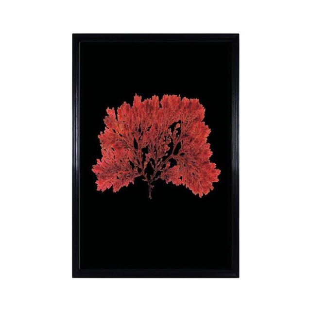 Timothy Oulton Sealife Red Flat Art Wood - Barker & Stonehouse - image 1