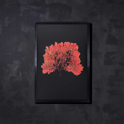 Timothy Oulton Sealife Red Flat Art Wood - Barker & Stonehouse - thumbnail 2