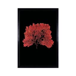 Timothy Oulton Sealife Red Flat Art Wood - Barker & Stonehouse