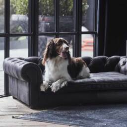 Timothy Oulton Westminster Dog Bed Medium, Black - Barker & Stonehouse - thumbnail 2