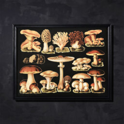 Timothy Oulton Mushroom Art Wood - Barker & Stonehouse - thumbnail 2