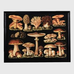 Timothy Oulton Mushroom Art Wood - Barker & Stonehouse