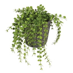Potted Button Fern Polyester - Barker & Stonehouse - thumbnail 2