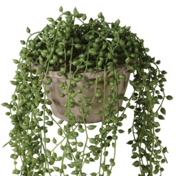 Potted String Of Pearls Metal - Barker & Stonehouse - thumbnail 3