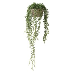 Potted String Of Pearls Metal - Barker & Stonehouse - thumbnail 1