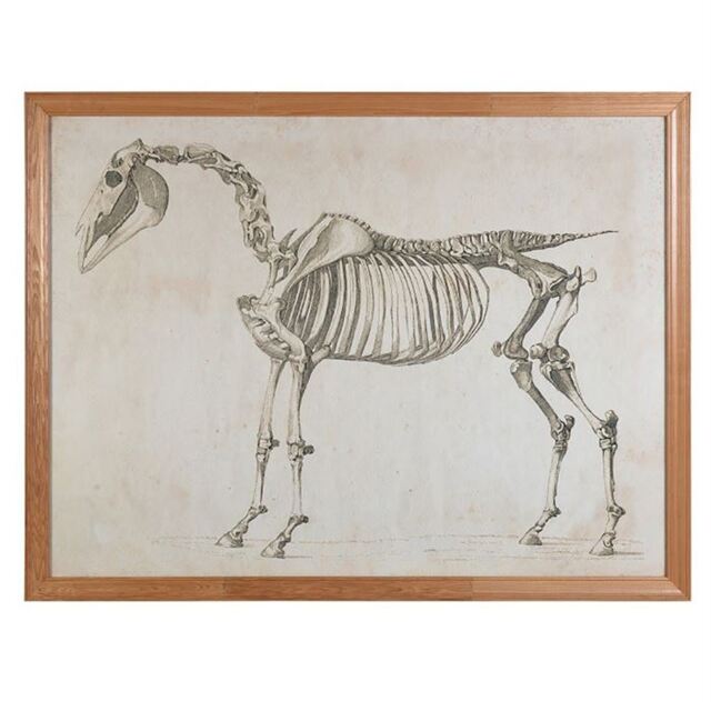 Timothy Oulton Animal Horse Skeleton Art Wood - Barker & Stonehouse - image 1