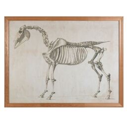Timothy Oulton Animal Horse Skeleton Art Wood - Barker & Stonehouse