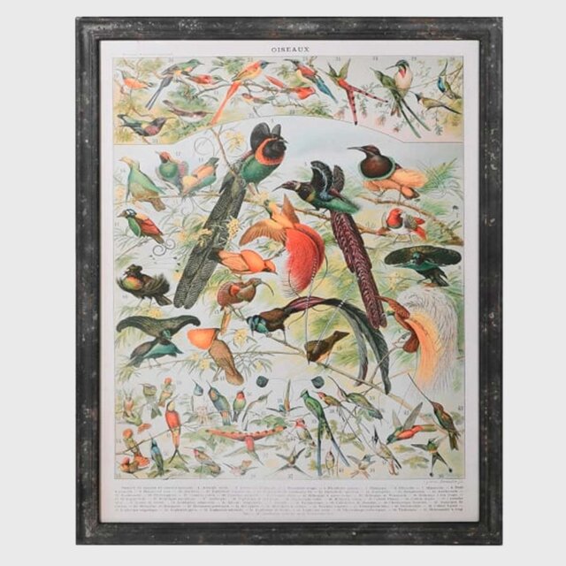 Vintage Birds Framed Print, Square - Barker & Stonehouse