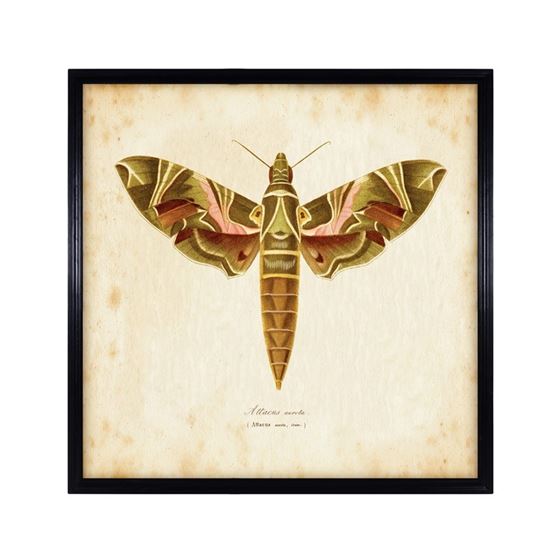 Timothy Oulton Entomology Brown Natural Moth Art Wood - Barker & Stonehouse - image 1