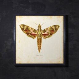 Timothy Oulton Entomology Brown Natural Moth Art Wood - Barker & Stonehouse - thumbnail 2