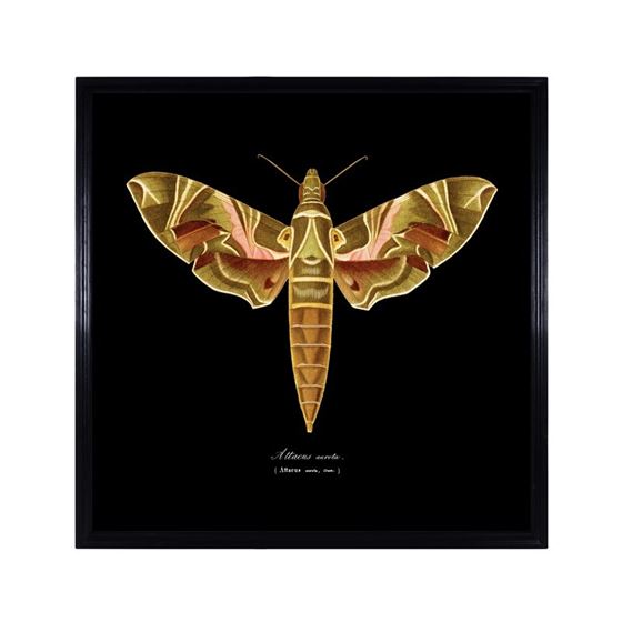 Timothy Oulton Entomology Brown Flat Moth Art Wood - Barker & Stonehouse - image 1