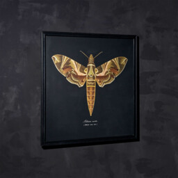 Timothy Oulton Entomology Brown Flat Moth Art Wood - Barker & Stonehouse - thumbnail 2
