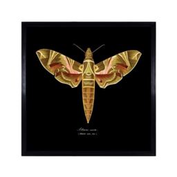 Timothy Oulton Entomology Brown Flat Moth Art Wood - Barker & Stonehouse