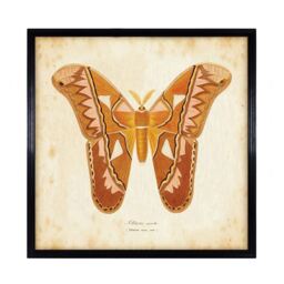 Timothy Oulton Entomology Brown Natural Butterfly Art Wood - Barker & Stonehouse