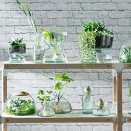 LSA International Canopy Self Watering Planter - 13cm - thumbnail 3