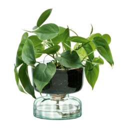 LSA International Canopy Self Watering Planter - 13cm