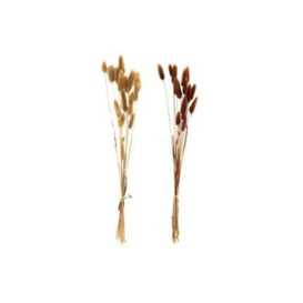 Set of Two Natural Dried Lagarus Bouquets in Cream & Brown