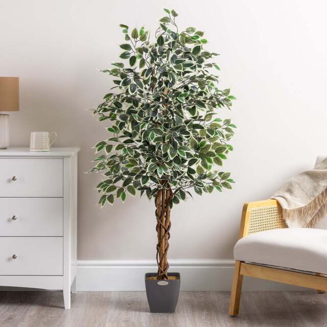 Artificial Variegated Ficus Tree – 3ft, 4ft & 5ft - Christow - image 1