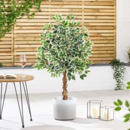 Artificial Variegated Ficus Tree – 3ft, 4ft & 5ft - Christow - thumbnail 4