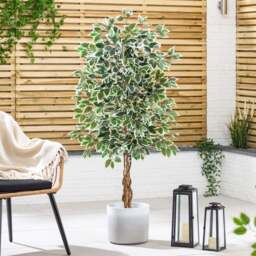 Artificial Variegated Ficus Tree – 3ft, 4ft & 5ft - Christow - thumbnail 6