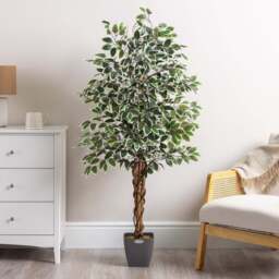 Artificial Variegated Ficus Tree – 3ft, 4ft & 5ft - Christow - thumbnail 1