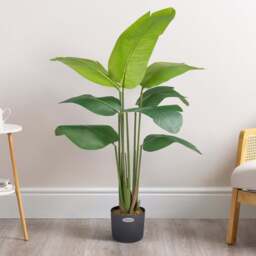 Artificial Banana Tree – 4ft & 5ft - Christow