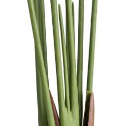 Artificial Banana Tree – 4ft & 5ft - Christow - thumbnail 5