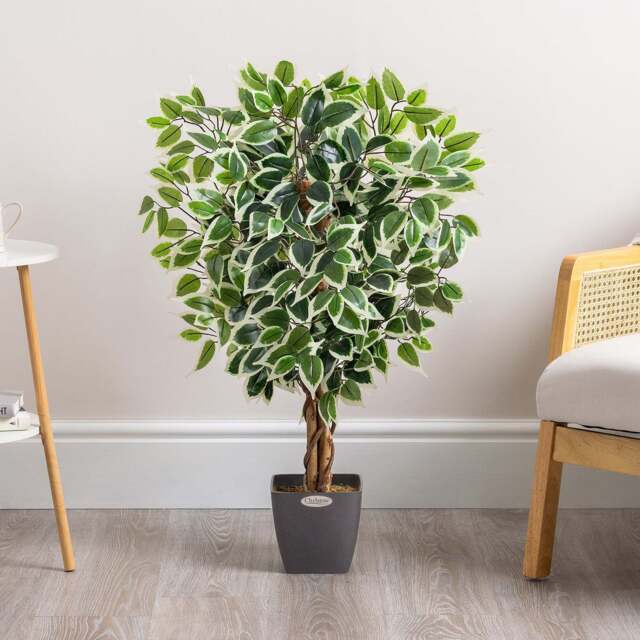 Artificial Variegated Ficus Tree – 3ft, 4ft & 5ft - Christow - image 1