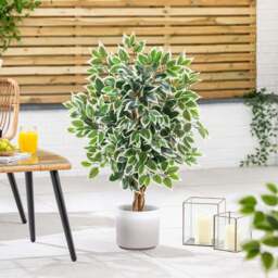 Artificial Variegated Ficus Tree – 3ft, 4ft & 5ft - Christow - thumbnail 2
