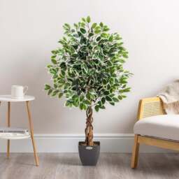 Artificial Variegated Ficus Tree – 3ft, 4ft & 5ft - Christow - thumbnail 3